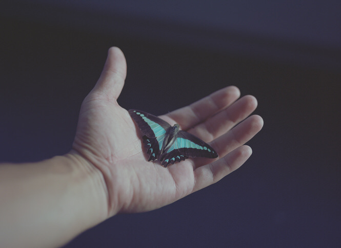 Hand Held Butterfly - Mark Lobo Photography